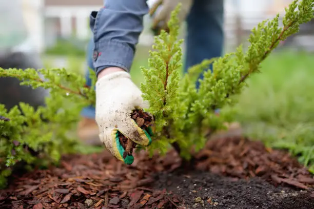 Affordable Mulching in Gresham, OR