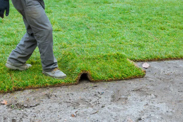 How long after installing sod can you walk on it Gresham, OR