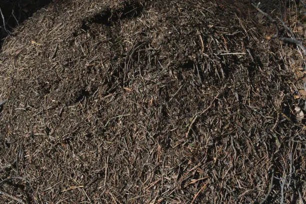 How long does mulch Miami Gresham, OR