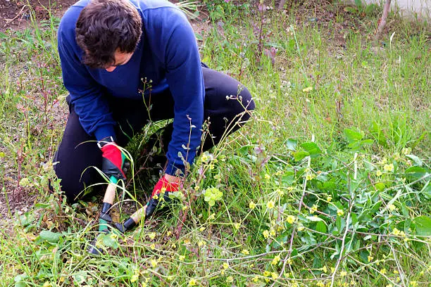 How to clear a yard full of weeds in Gresham, OR