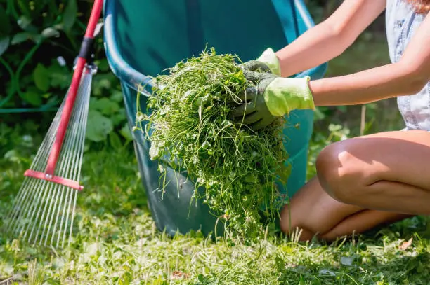 Yard Cleanup Gresham, OR